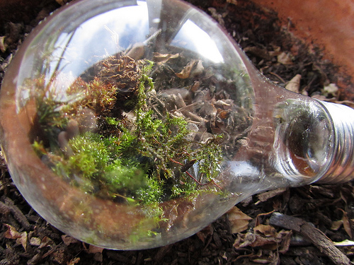 Cómo hacer nuestro propio terrarium con un bote de cristal y un poco de imaginación. 
