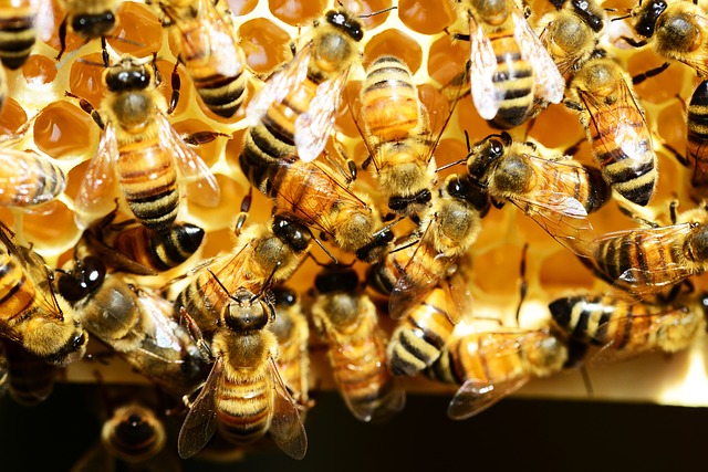 Por qué están desapareciendo las abejas. ¿Tienen algo que ver los pesticidas? 