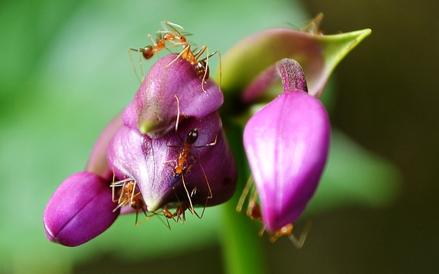 Las hormigas puedan saber cuánto tiempo les queda de vida en beneficio de la colonia 
