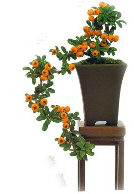 El arte de los bonsáis, bonsais de interior