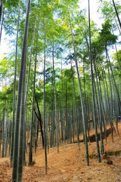 La madera y su uso en construcción desde el punto de vista ecológico y sostenible 