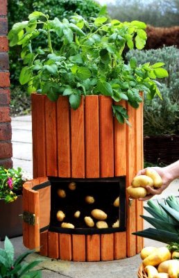 Como cultivar la patata en tu casa, un huerto en tu casa