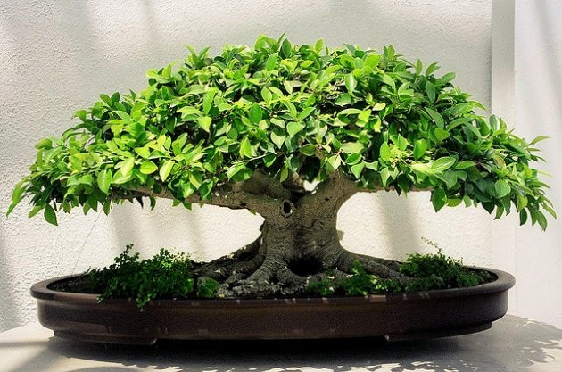 El ficus bonsái. Cuidados y mantenimiento: poda, riego, enfermedades del ficus bonsai