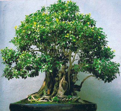 El arte de los bonsáis, bonsais de interior