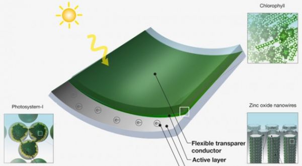 Cómo conseguir a partir de plantas crear paneles fotovoltaicos 