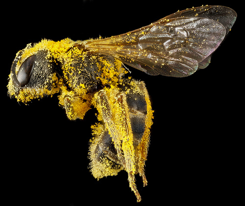 La polinización de abejas e insectos, la degradación del suelo y otros factores claves para mantener la producción de alimentos  