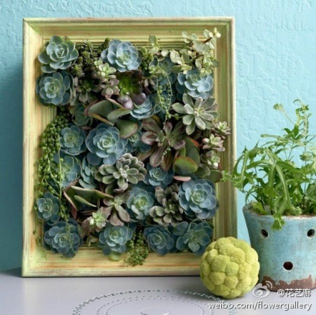Cómo hacer un original cuadro vegetal con plantas. Un jardín vertical vegetal de pequeña escala hecho por ti mismo 